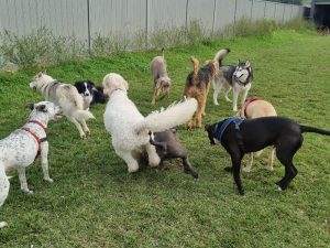 albion bark lodge