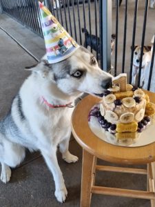 dog daycare albion park
