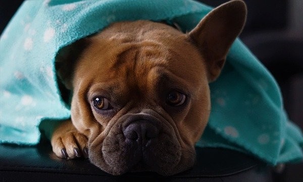 caring for pets during winter