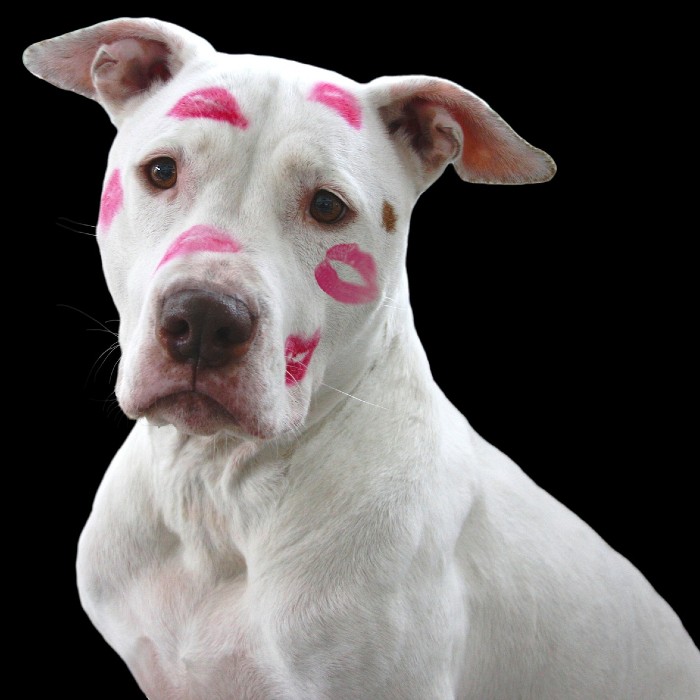 illawarra valentines day gift
